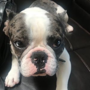 Meet your Posher, Luis